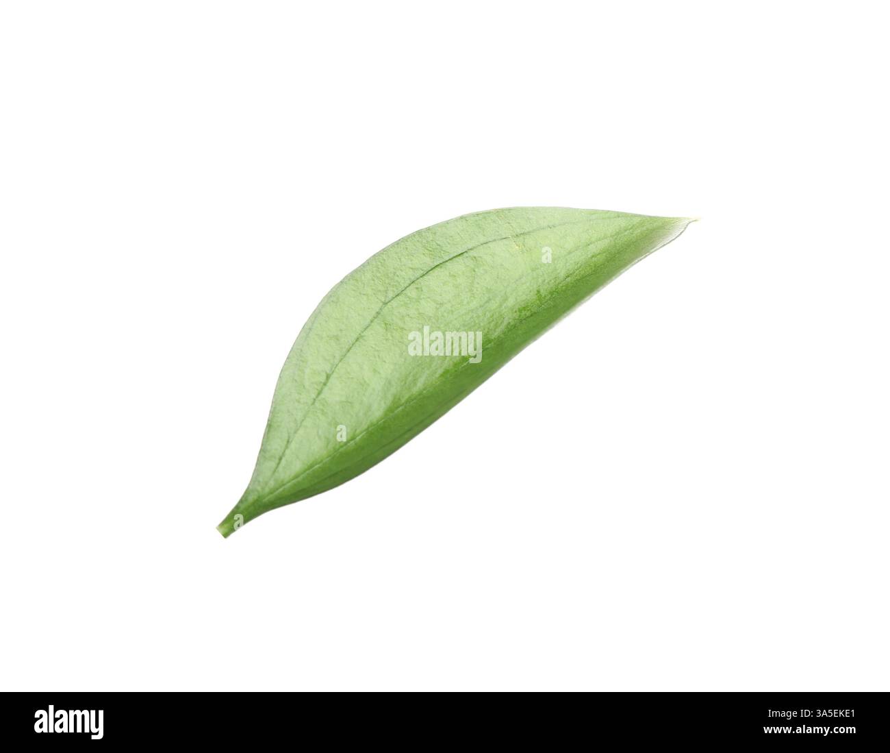 One fresh green Ruscus leaf isolated on white Stock Photo - Alamy