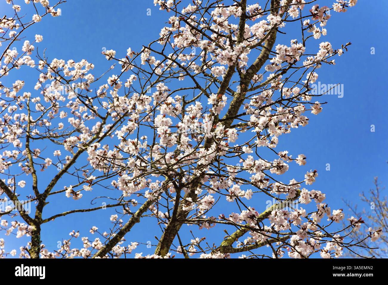 Large white sakura flowers. cherry blossom branches. Bright