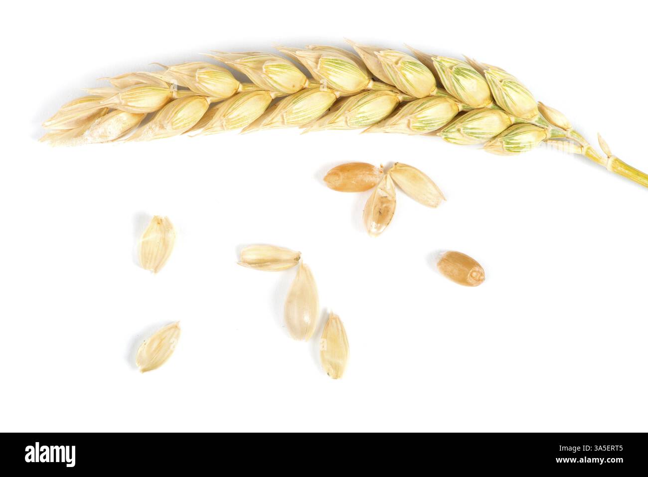 Close up wheat cereal crops. Studuo shot. White isolated Stock Photo ...