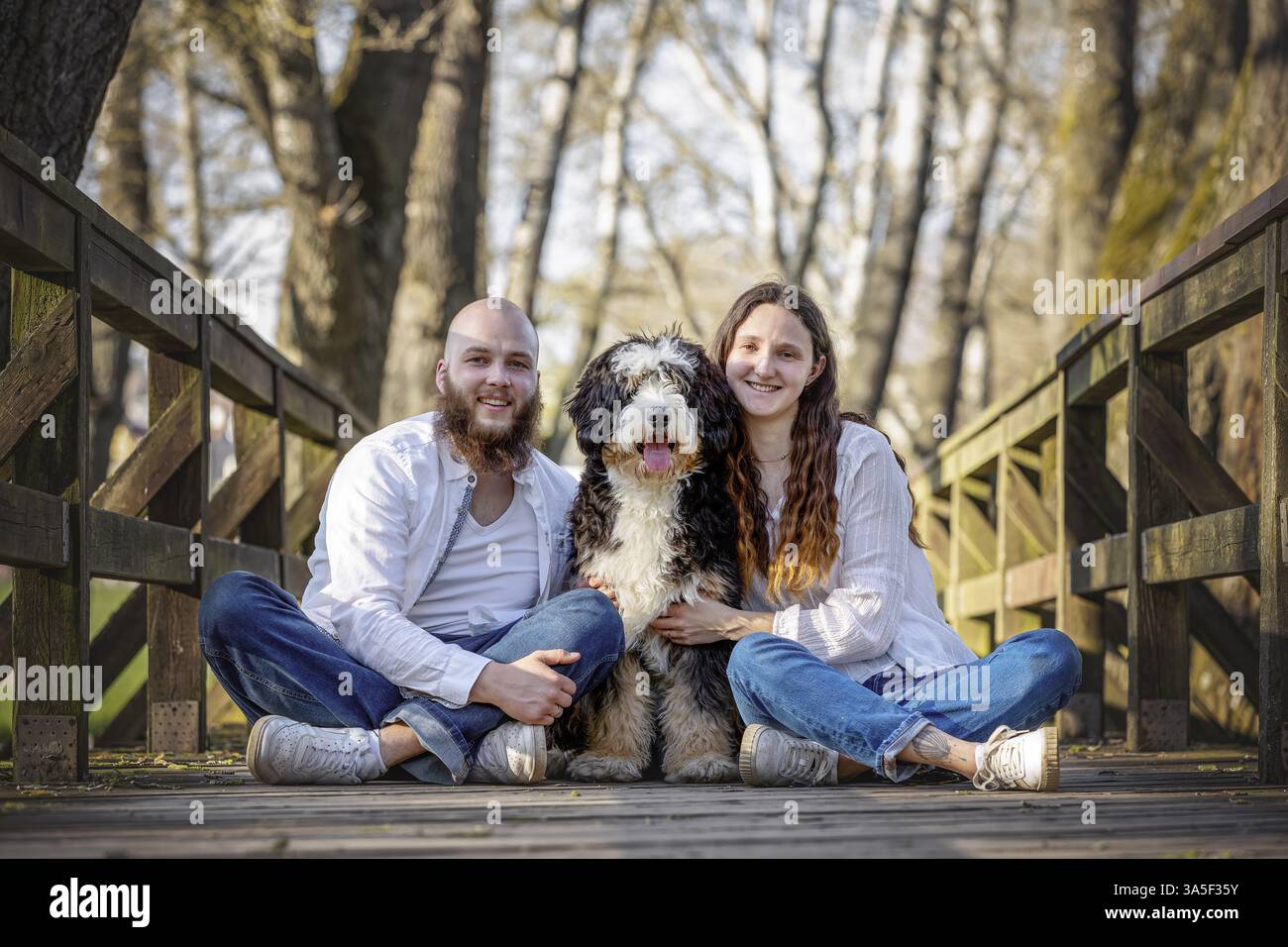 Bernedoodle Stock Photo