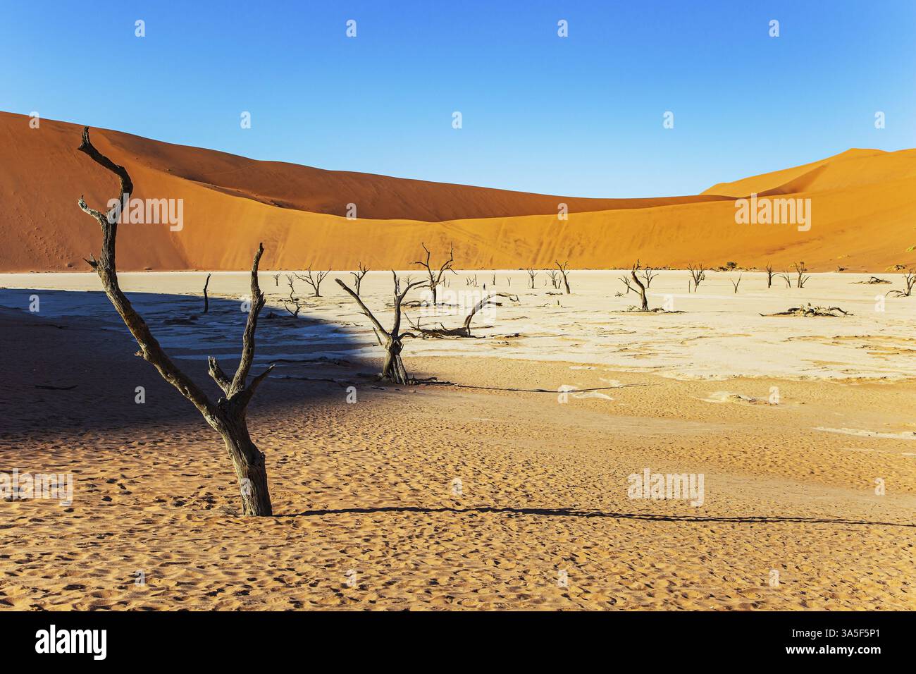 Fossilized tree skeletons hi-res stock photography and images - Alamy