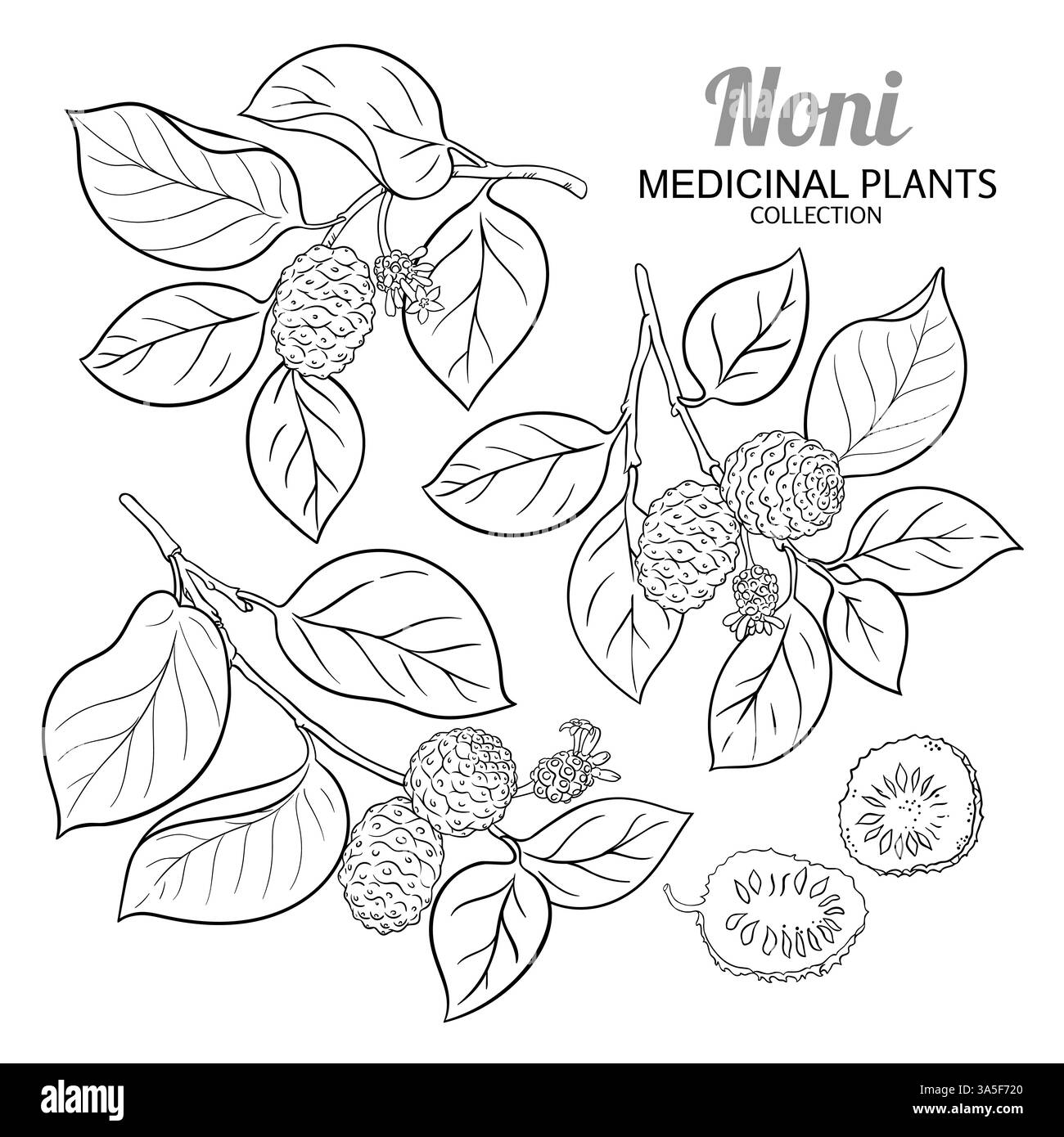 Noni Branch with Fruits Outline Illustration Stock Vector