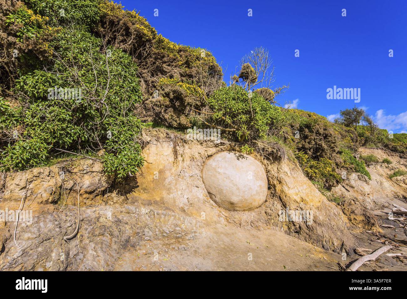 One boulder in the beach soil. The popular tourist attraction. New Zealand. The huge round stone boulders Moeraki and their remains on sandy beach. Th Stock Photo