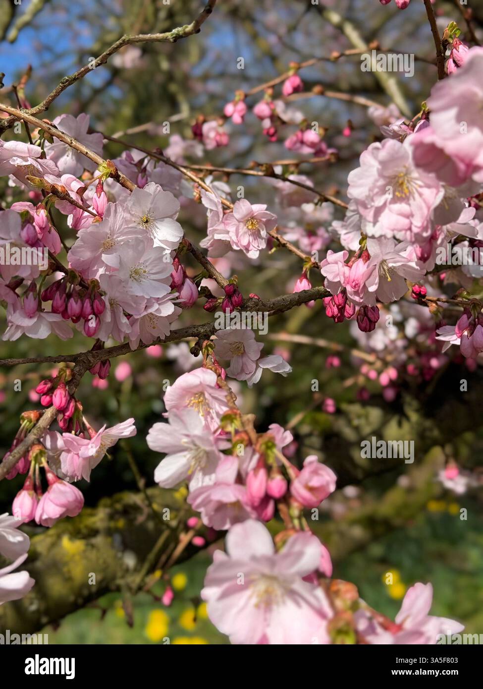 Beautiful pink blossom tree on a sunny day - Smartphone Captured Stock Image