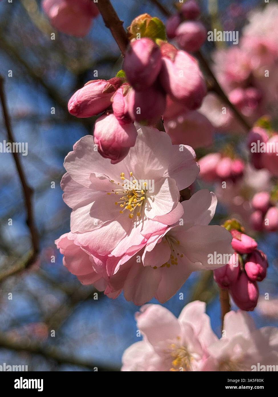 Pink blossom close up - Smartphone Captured Stock Image