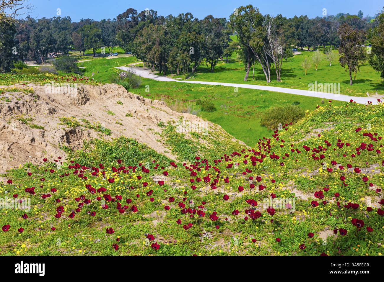 Fresh green grass and blooming anemones. Neighborhoods of Kibbutz Be ...