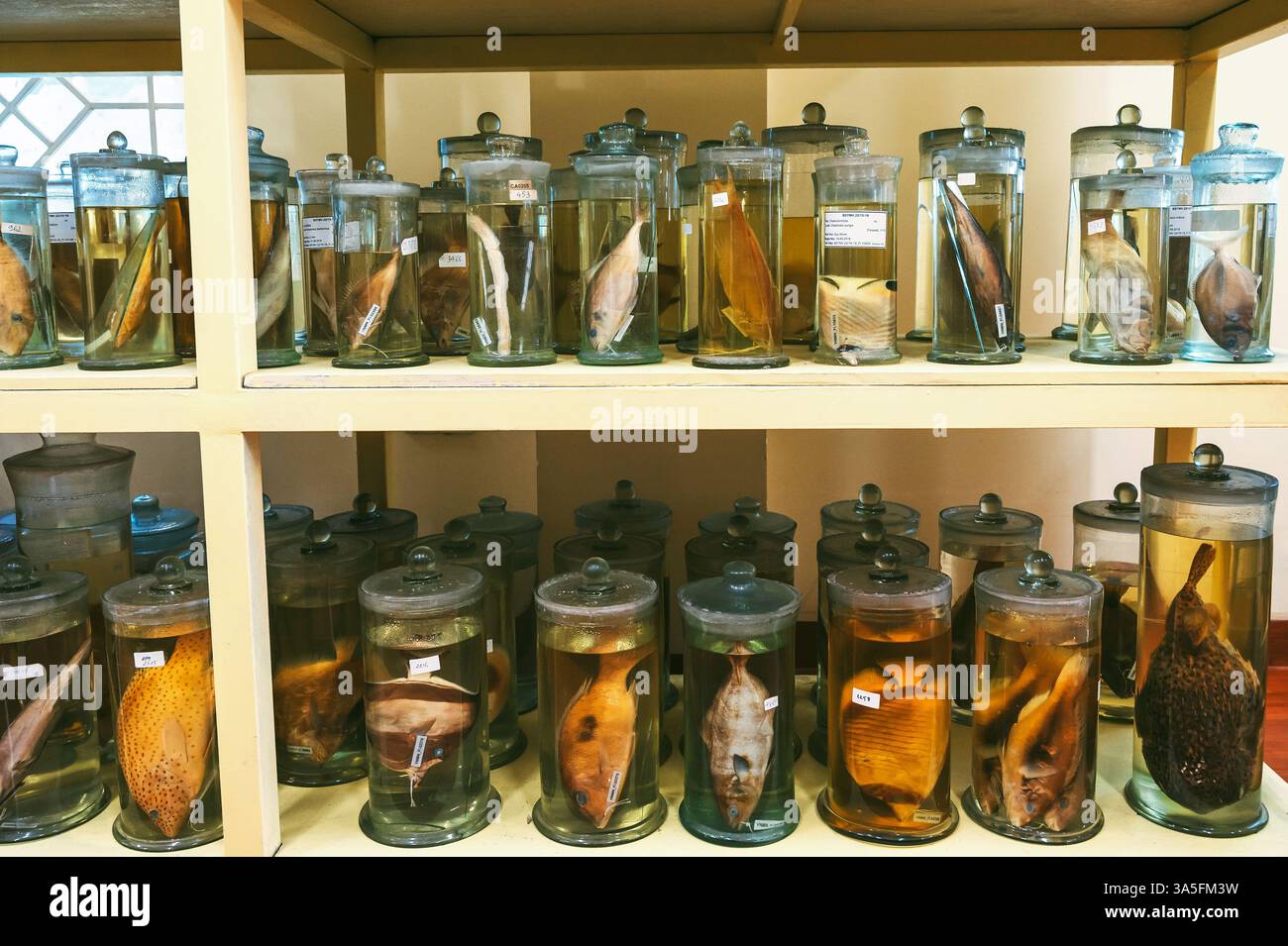 flasks and test tubes with samples of living organisms and animals in formaldehyde in a biological laboratory Stock Photo