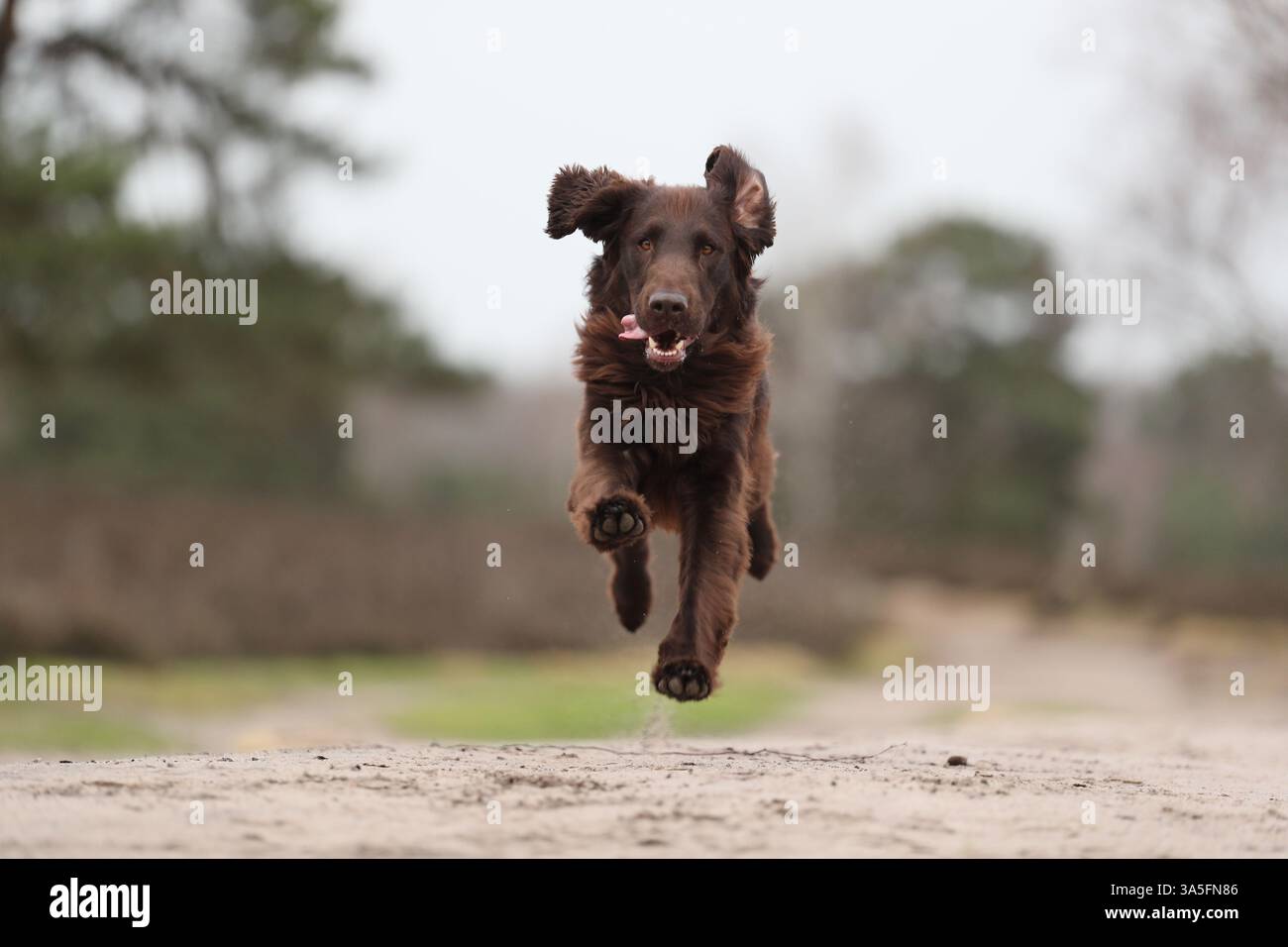 Flat Coated Retriever Stock Photo