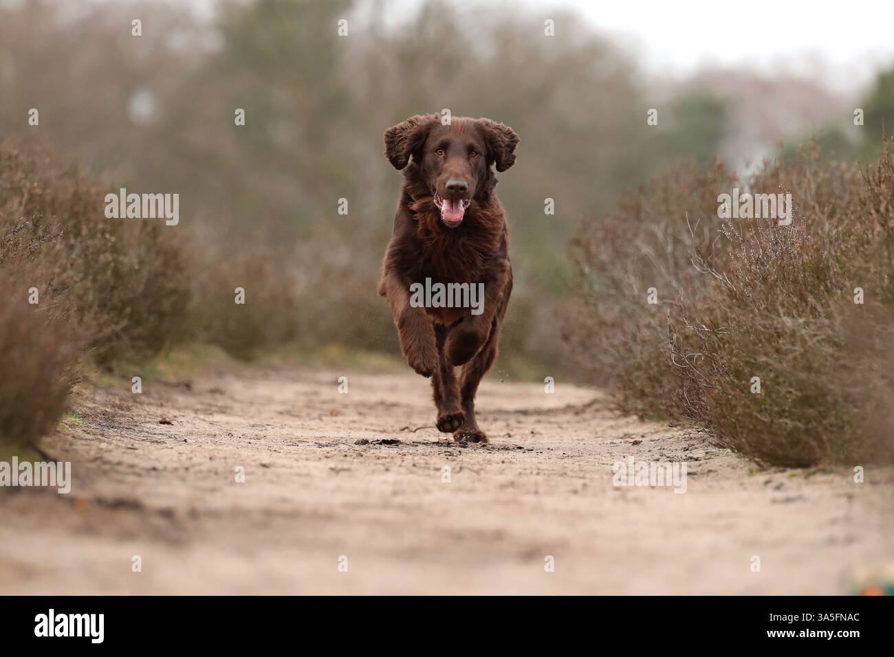 Flat Coated Retriever Stock Photo