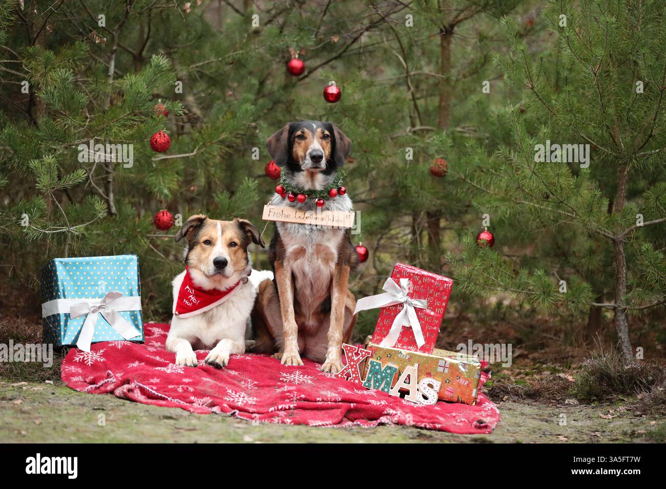 mongrels Stock Photo