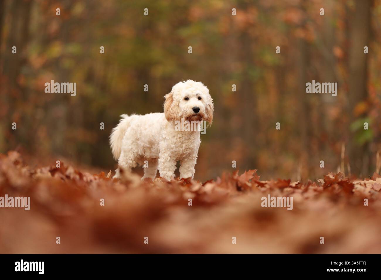 Cockapoo in autumn Stock Photo - Alamy