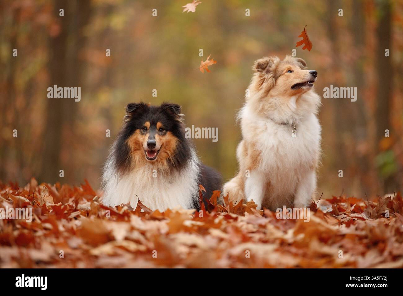 2 Collies Stock Photo