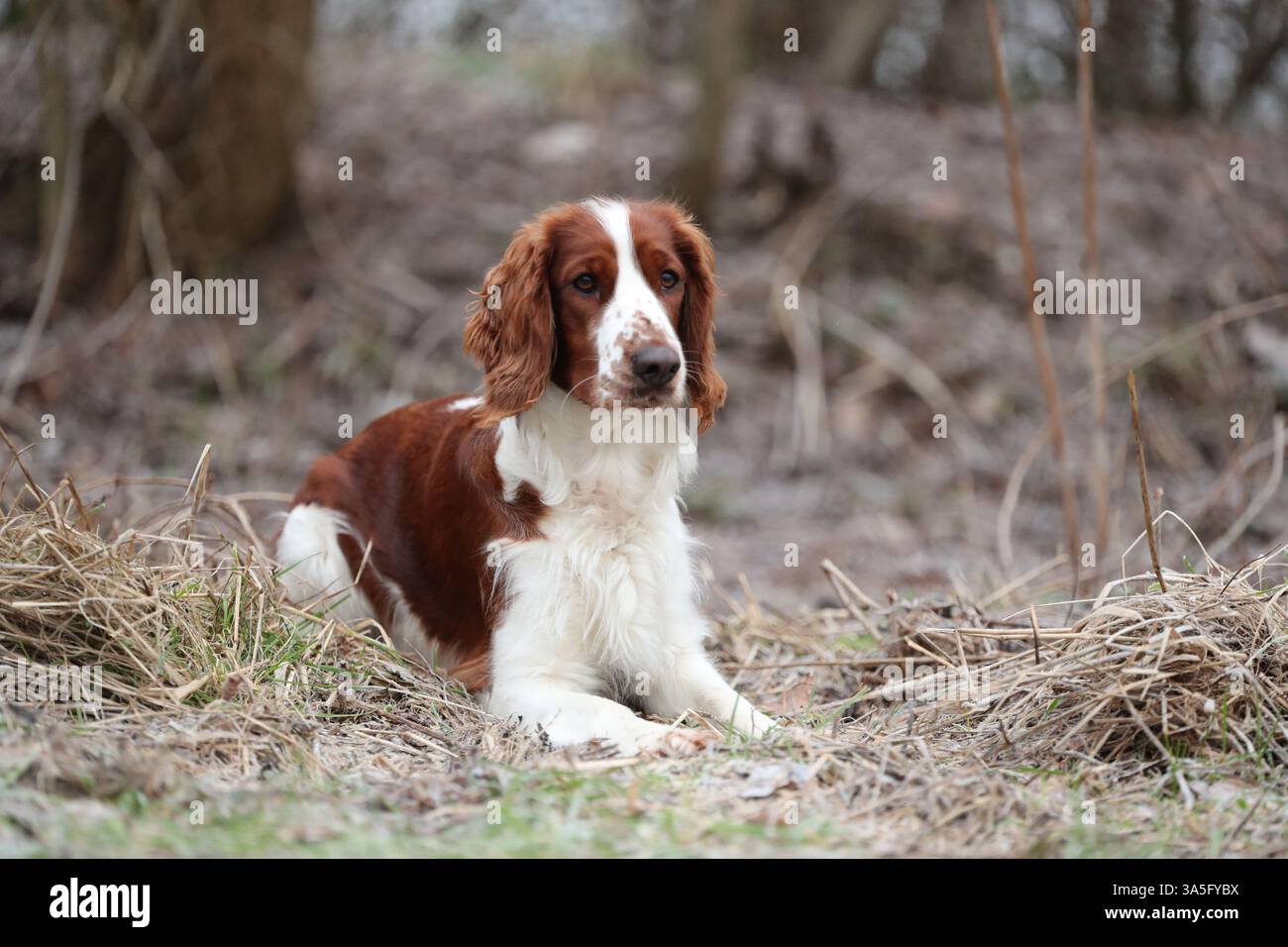 Welsh Springer Spaniel Stock Photo