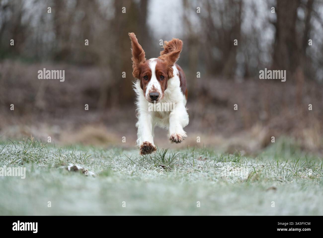 Welsh Springer Spaniel Stock Photo