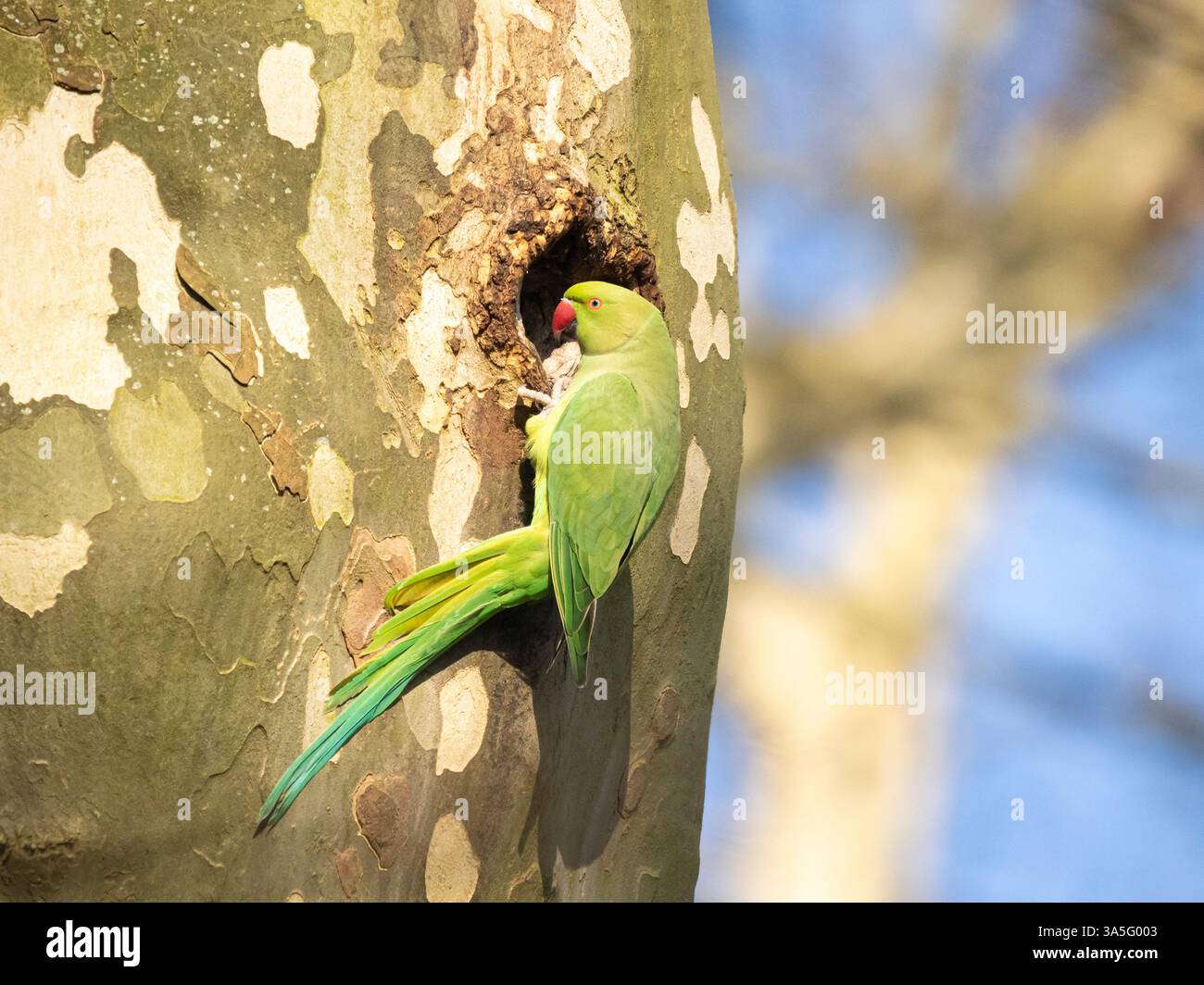 Rose-ringed parakeet (Psittacula krameri), at nest hole, Cologne, Germany Stock Photo