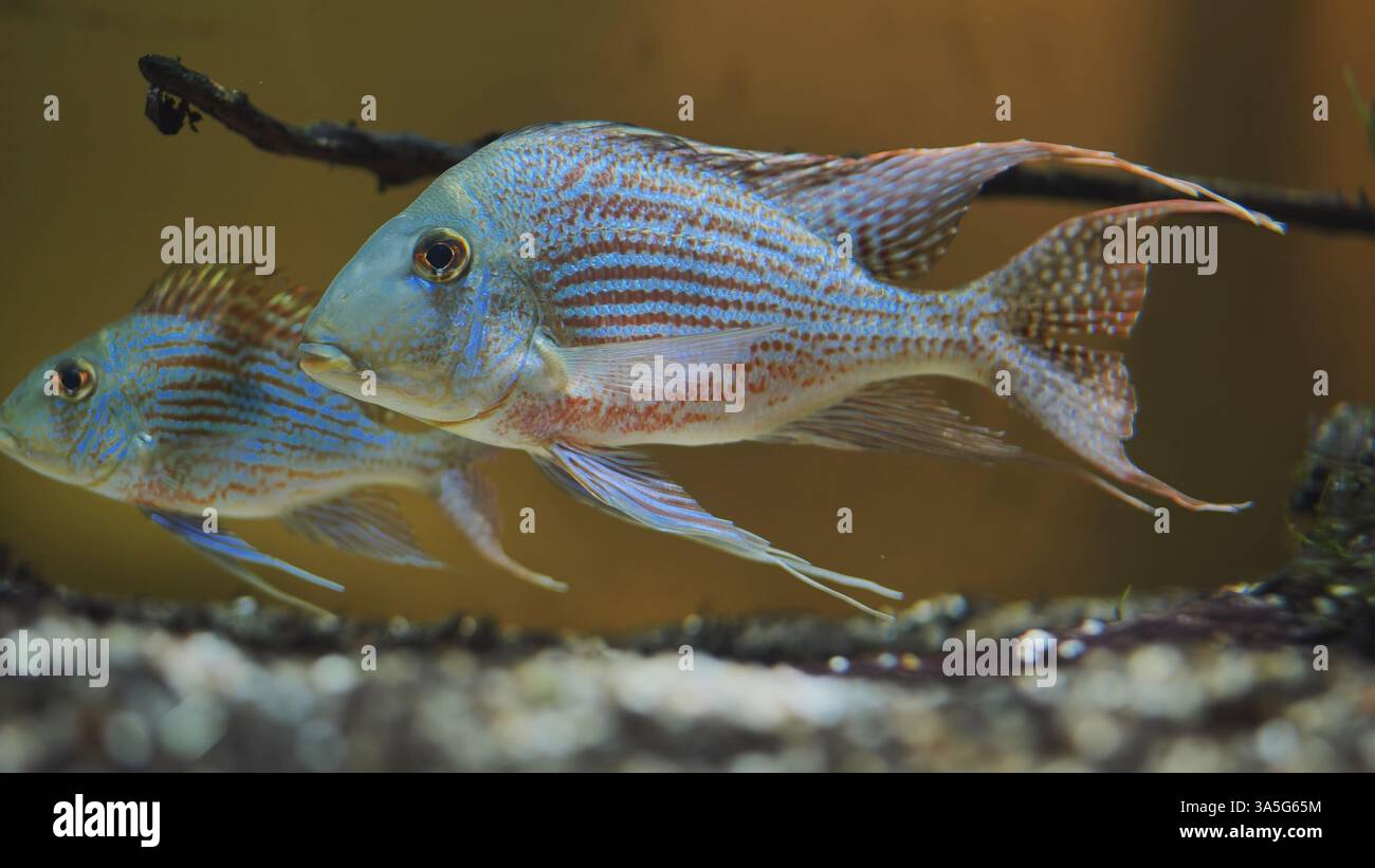 Two blue acara cichlids swimming in aquarium Stock Photo