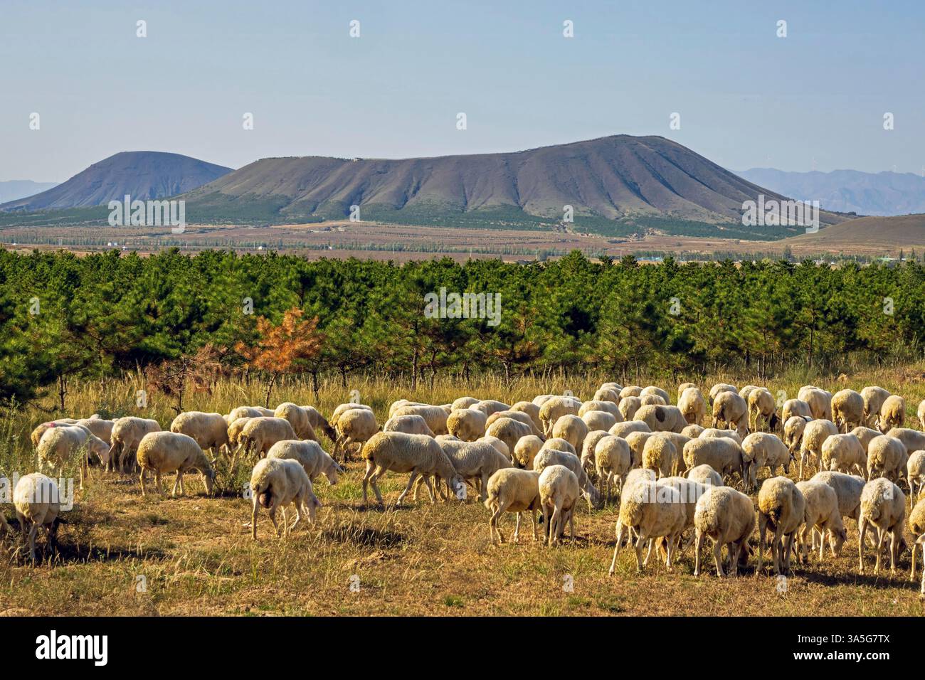 Sheep graze near an eroded extinct volcano in the volcano geologic park ...