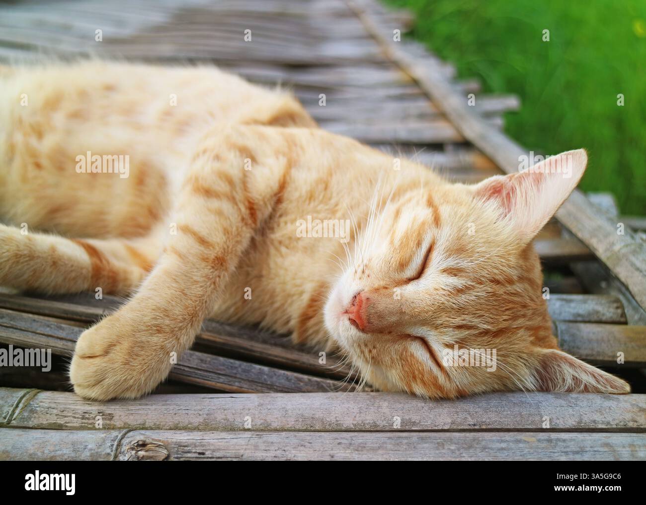 Cute Golden Brown Cat Napping on the Bamboo Bridge Stock Photo