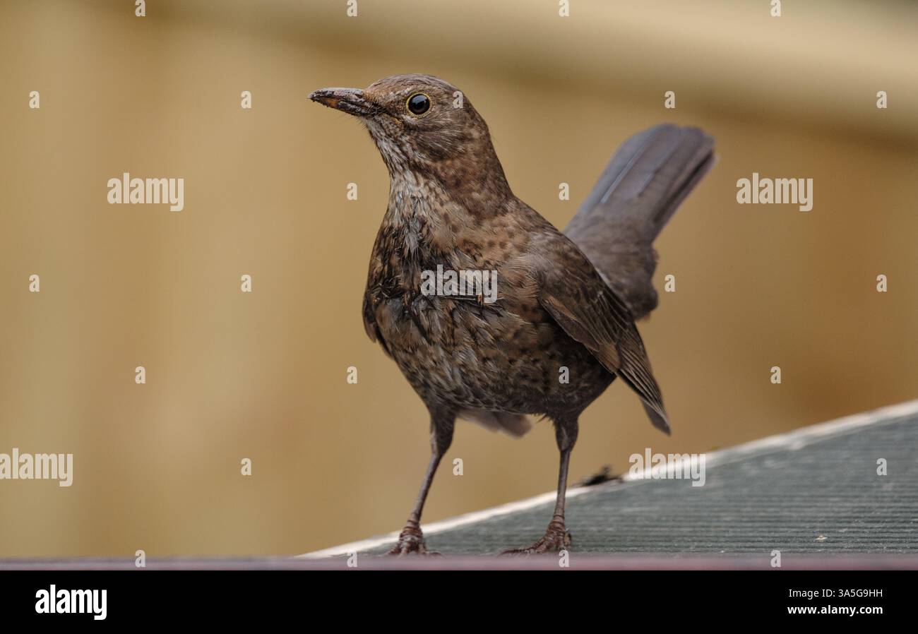 A female Blackbird pauses on conservatory roof looking at camera before going on to gather wet leaves from guttering to build nest( see other pics set Stock Photo