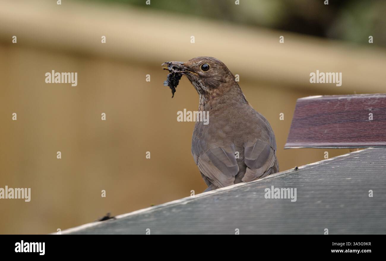Garden bird nest building march hi-res stock photography and images - Alamy