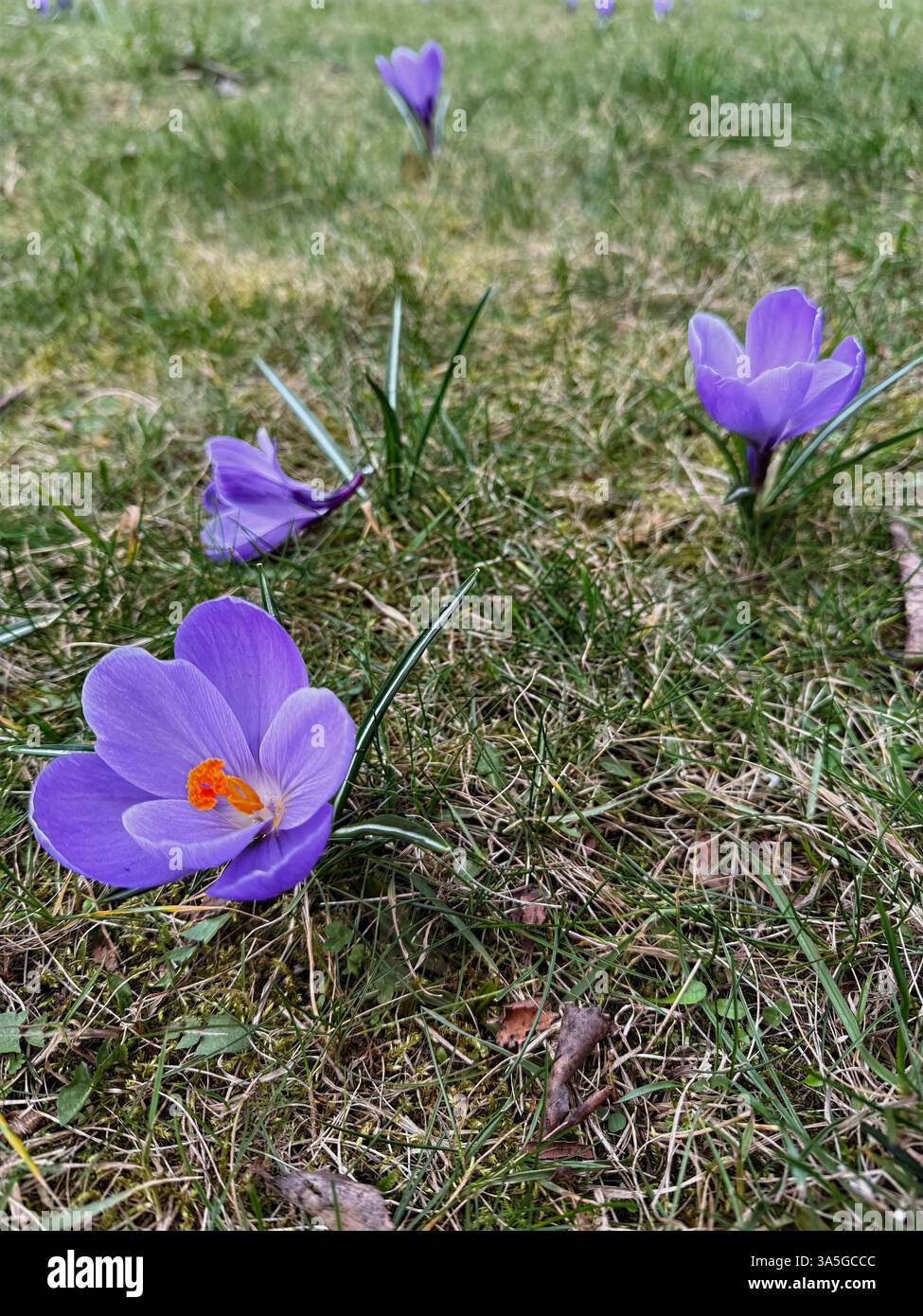 Macro shot of fresh purple crocuses blooming in early spring, surrounded by grass and twigs. Clean background, soft and diffused light, high clarity - Smartphone Captured Stock Image