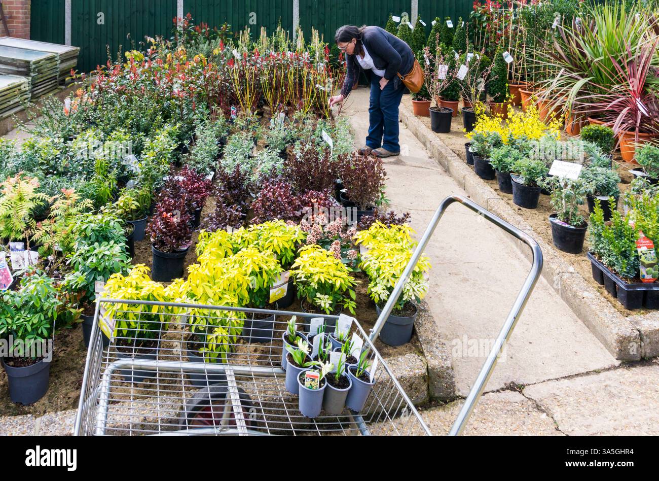 Woman choosing plants at a garden centre. Stock Photo