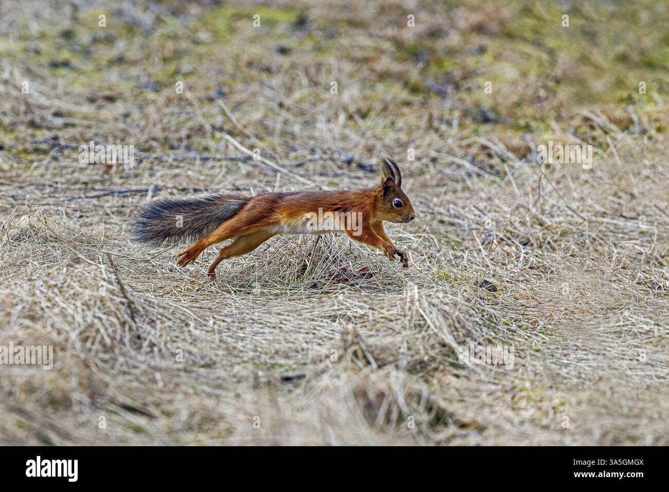 Eurasian red squirrel Stock Photo