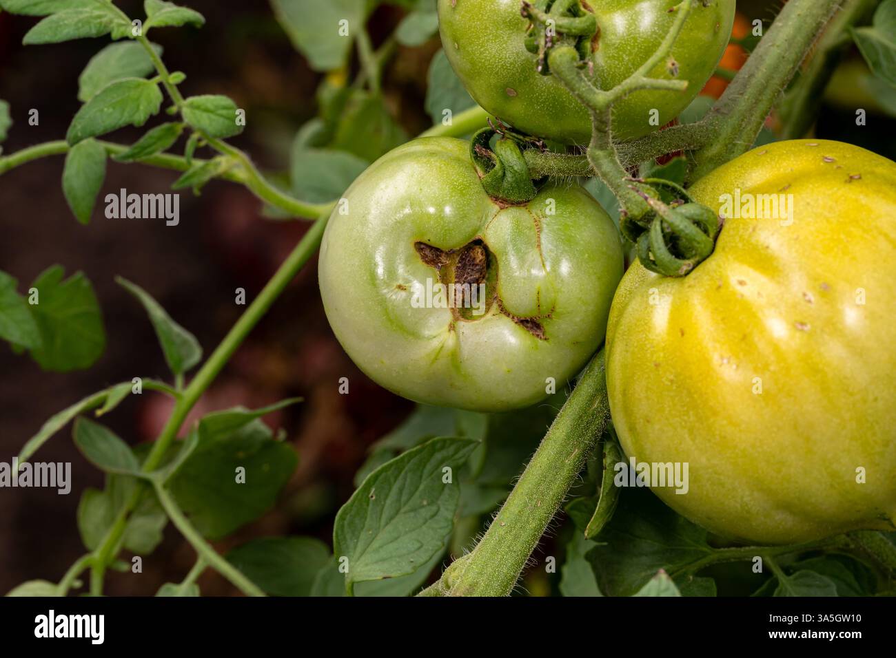 Green tomato deformed with catfacing and zippering problem. Gardening, blemished produce, garden disease and disorder concept. Stock Photo