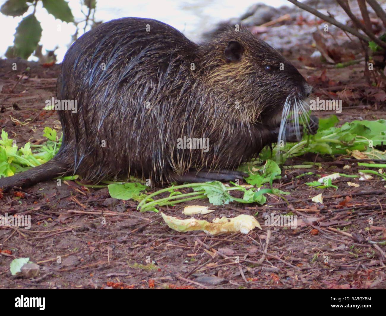 Nutria Eating Reeds ...Nutria aind große Nagetiere, die bevorzugt im oder am Wasser leben ...