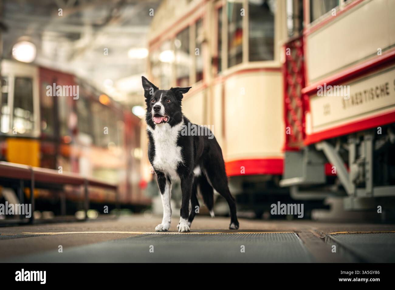 Border Collie Stock Photo