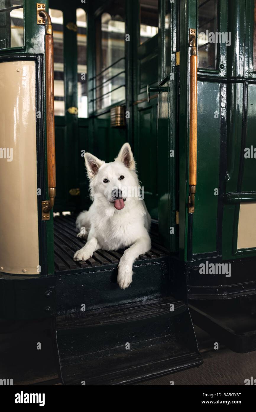 Berger Blanc Suisse Stock Photo