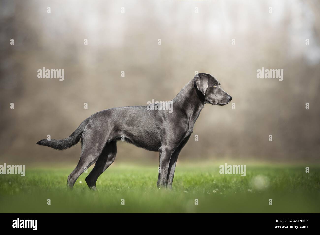 Labrador Retriever Stock Photo