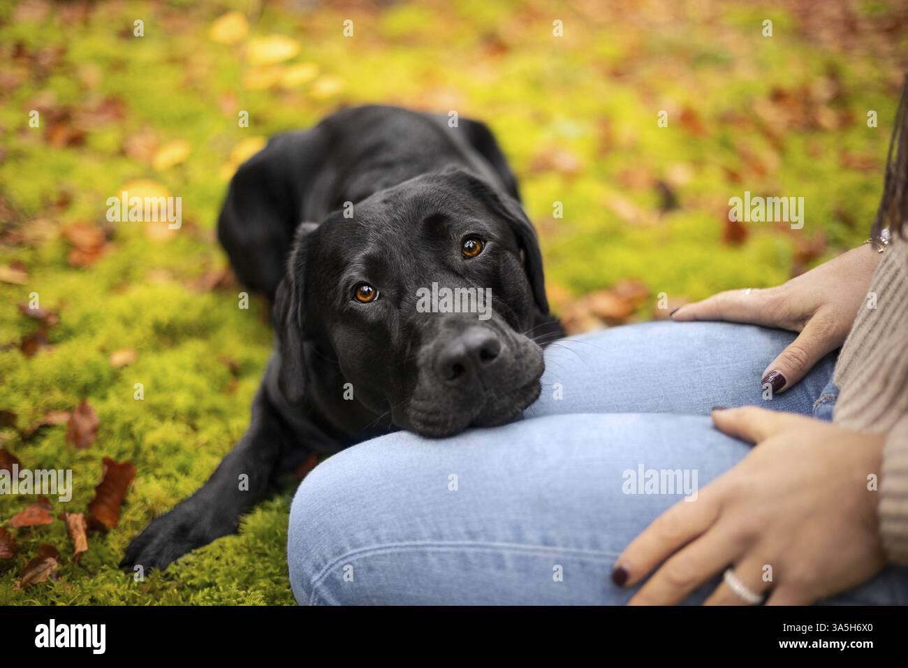 black Labrador Retriever Stock Photo