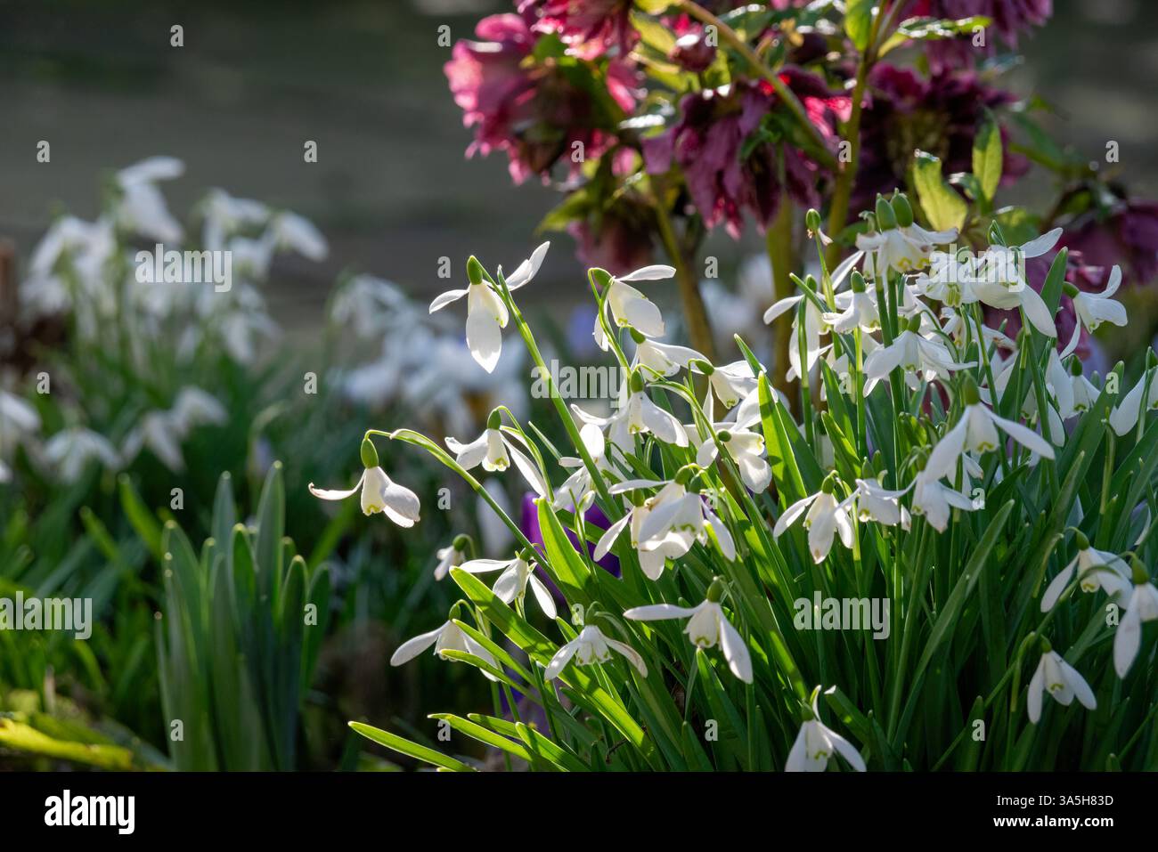 Snowdrop Garden Stock Photo