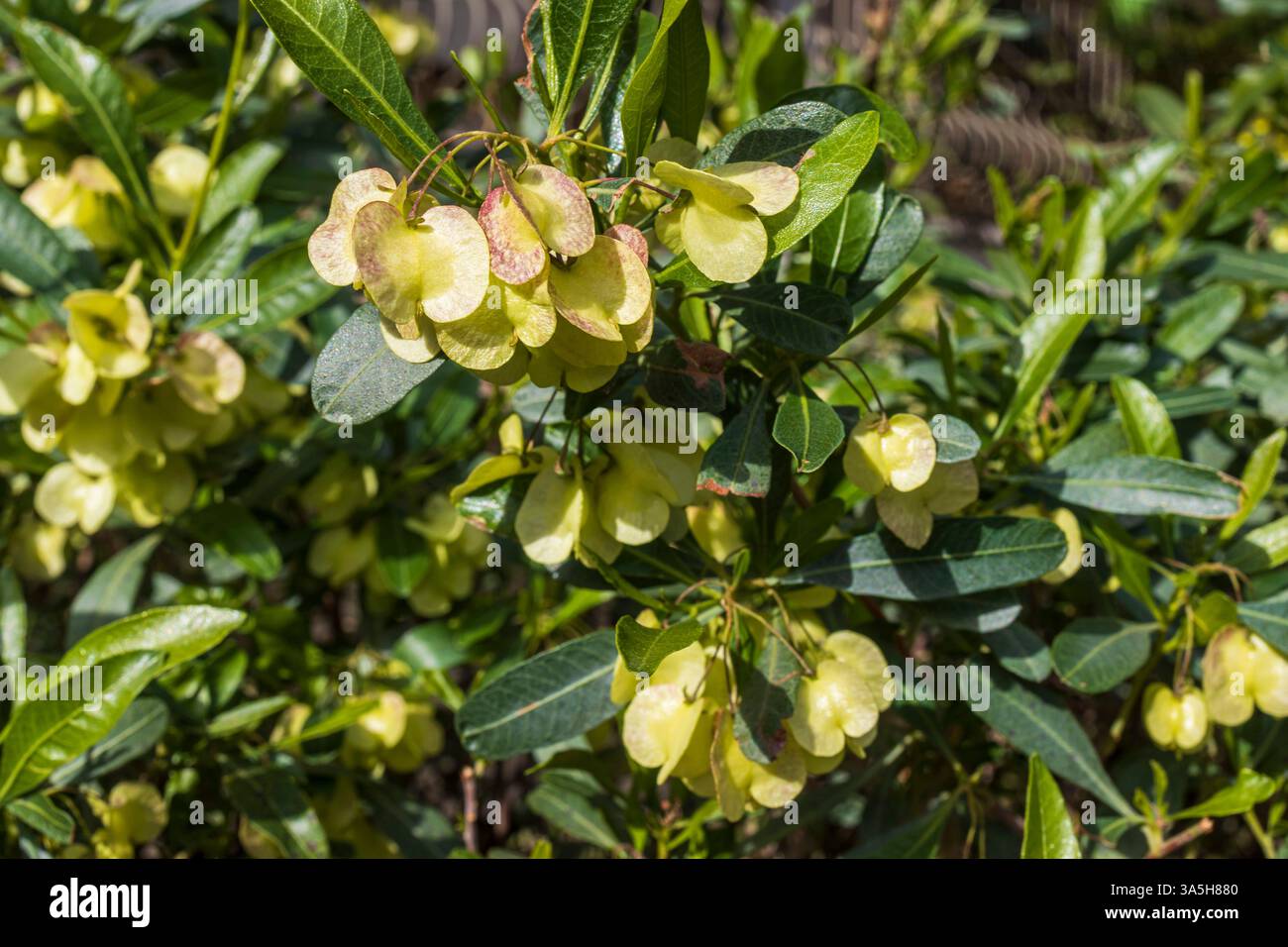 Dodonaea viscosa, commonly referred to as broadleaf hop, is a species ...
