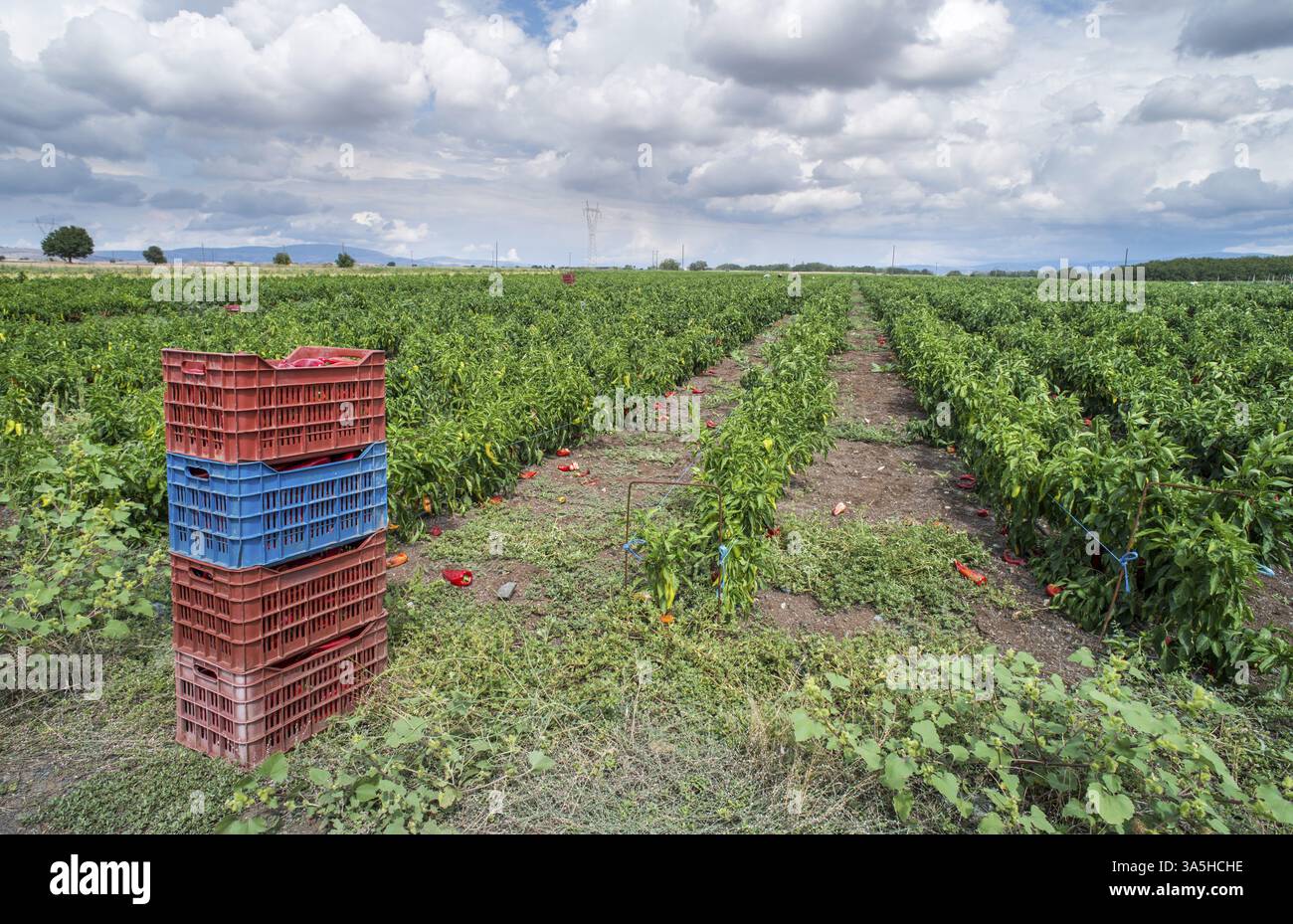 Bell pepper plantations hi-res stock photography and images - Alamy