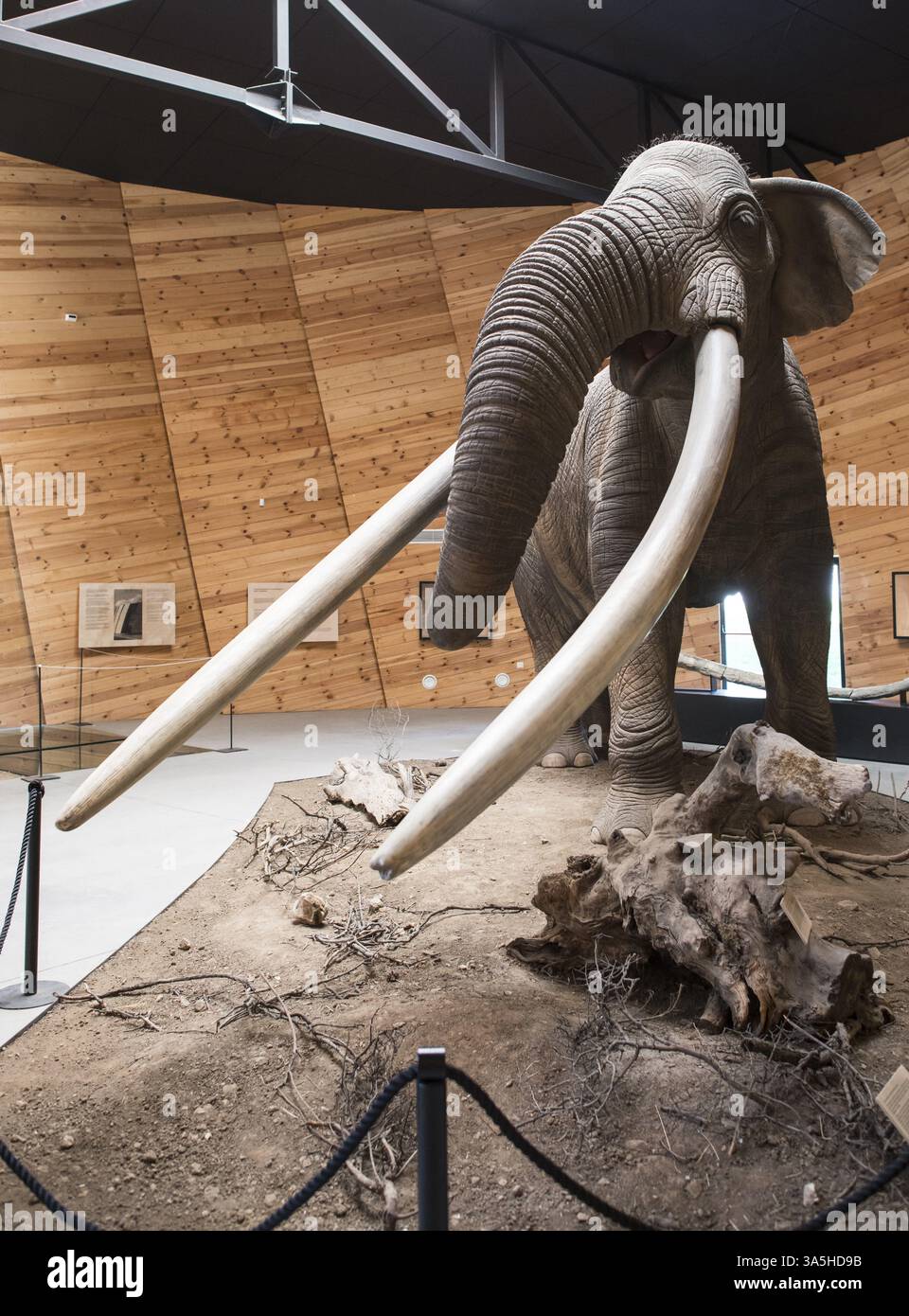 Model of mastodon in real stature Stock Photo