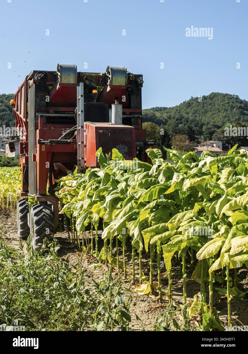 Harvesting tobacco leaves with harvester tractor. Tobacco plantation.  Growing tobacco industrially. Sunlight Stock Photo