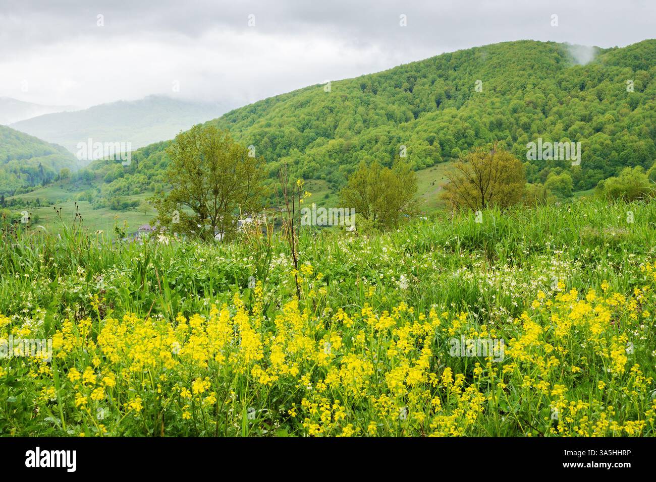 countryside mountain landscape in the rain. morning mist. field with wet yellow flowers green grass near forest on the hill. view in to rural valley u Stock Photo