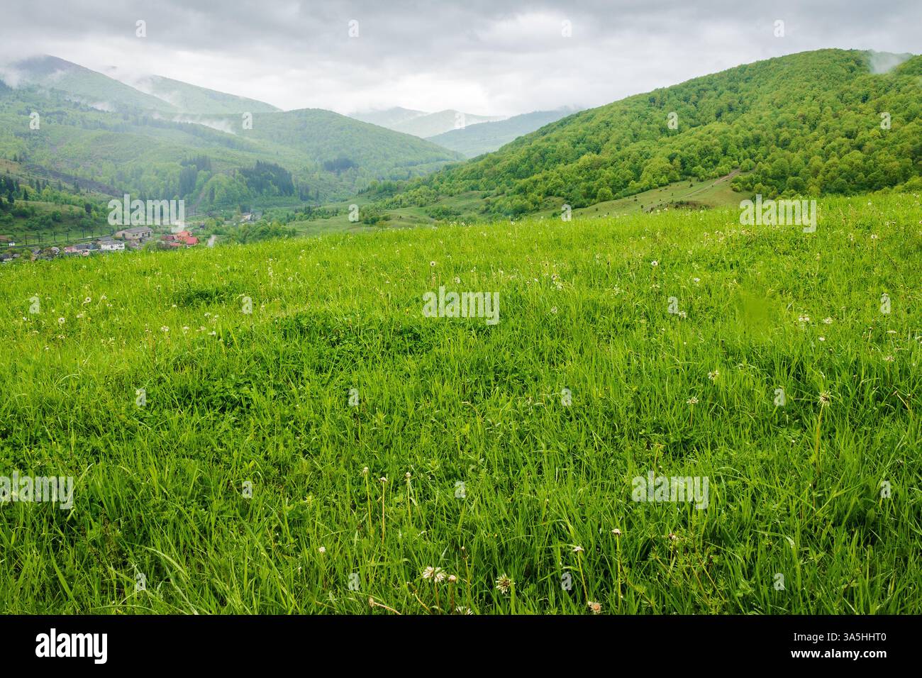 countryside mountain landscape in the rain. rolling highland of ukraine. field with wet green grass near forest on the hill. view in to rural valley u Stock Photo