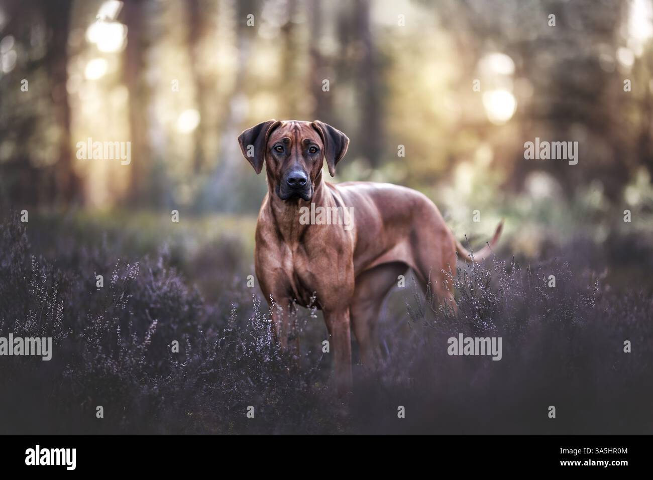 Head portrait picture rhodesian ridgeback hi-res stock photography and ...