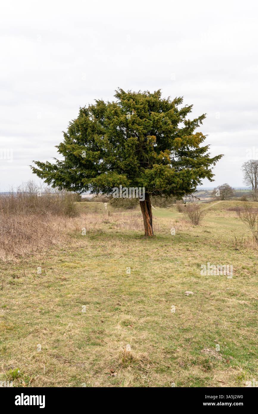 Lone Yew tree Taxus baccata Stock Photo