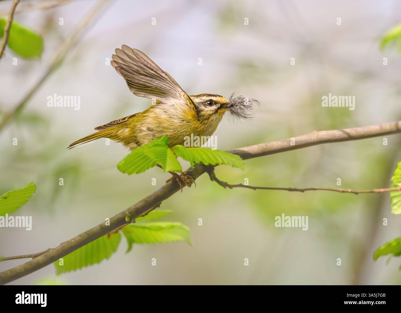 A common firecrest, Regulus ignicapilla, the European smallest bird carrying nesting material, a down feather in its beak in spring, Rhineland Germany Stock Photo