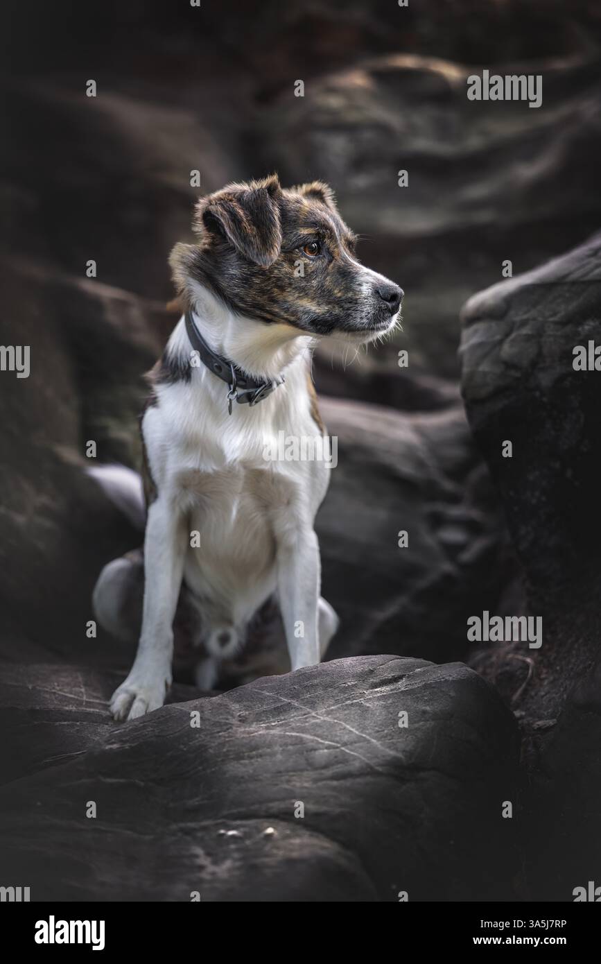 A brindle and white Jack Russell Terrier mixed breed dog looking at the  camera with a head tilt Stock Photo - Alamy, image size:867x1390