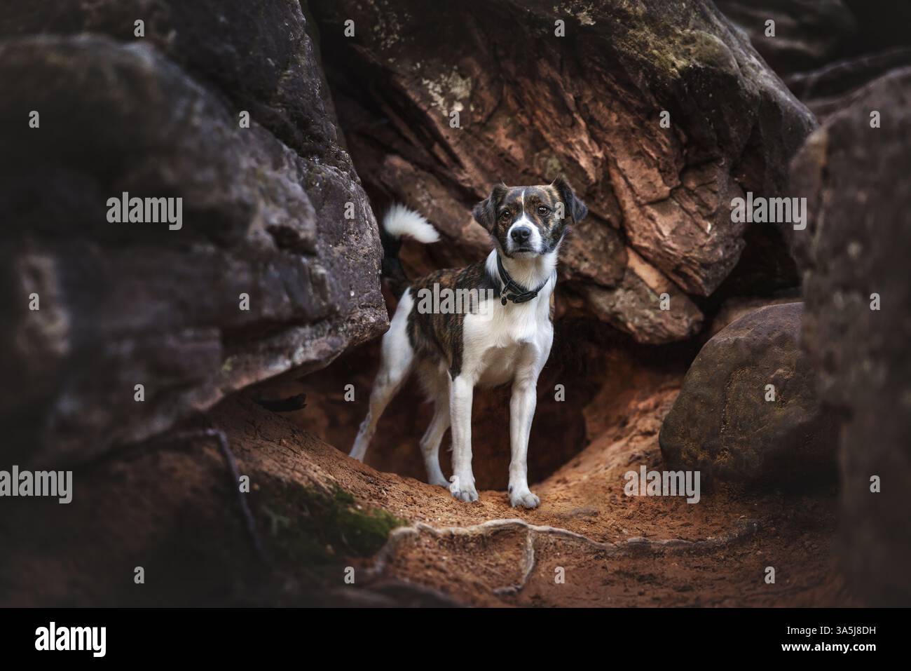 A brindle and white Jack Russell Terrier mixed breed dog looking at the  camera with a head tilt Stock Photo - Alamy, image size:1300x957