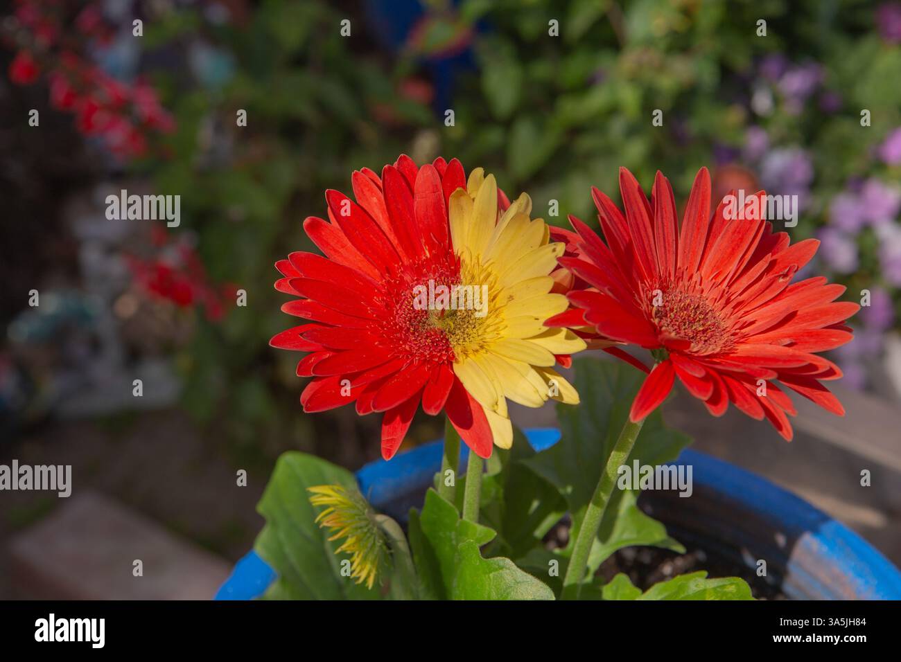 2 different colors on a single gerbera daisy flower head . Chimeras Stock Photo