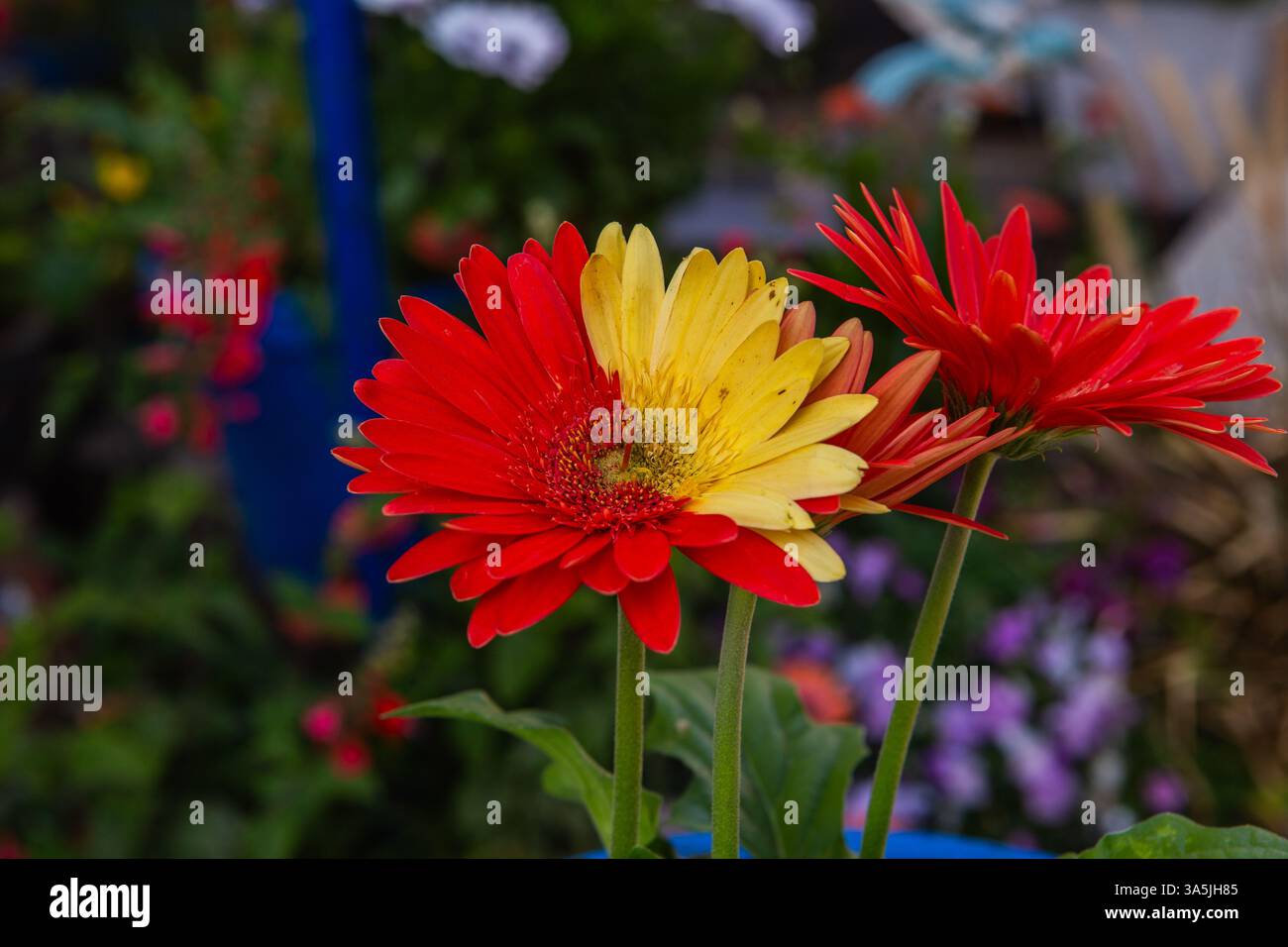2 different colors on a single gerbera daisy flower head . Chimeras Stock Photo