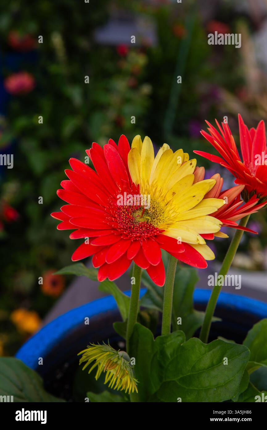 2 different colors on a single gerbera daisy flower head . A Chimeras Stock Photo