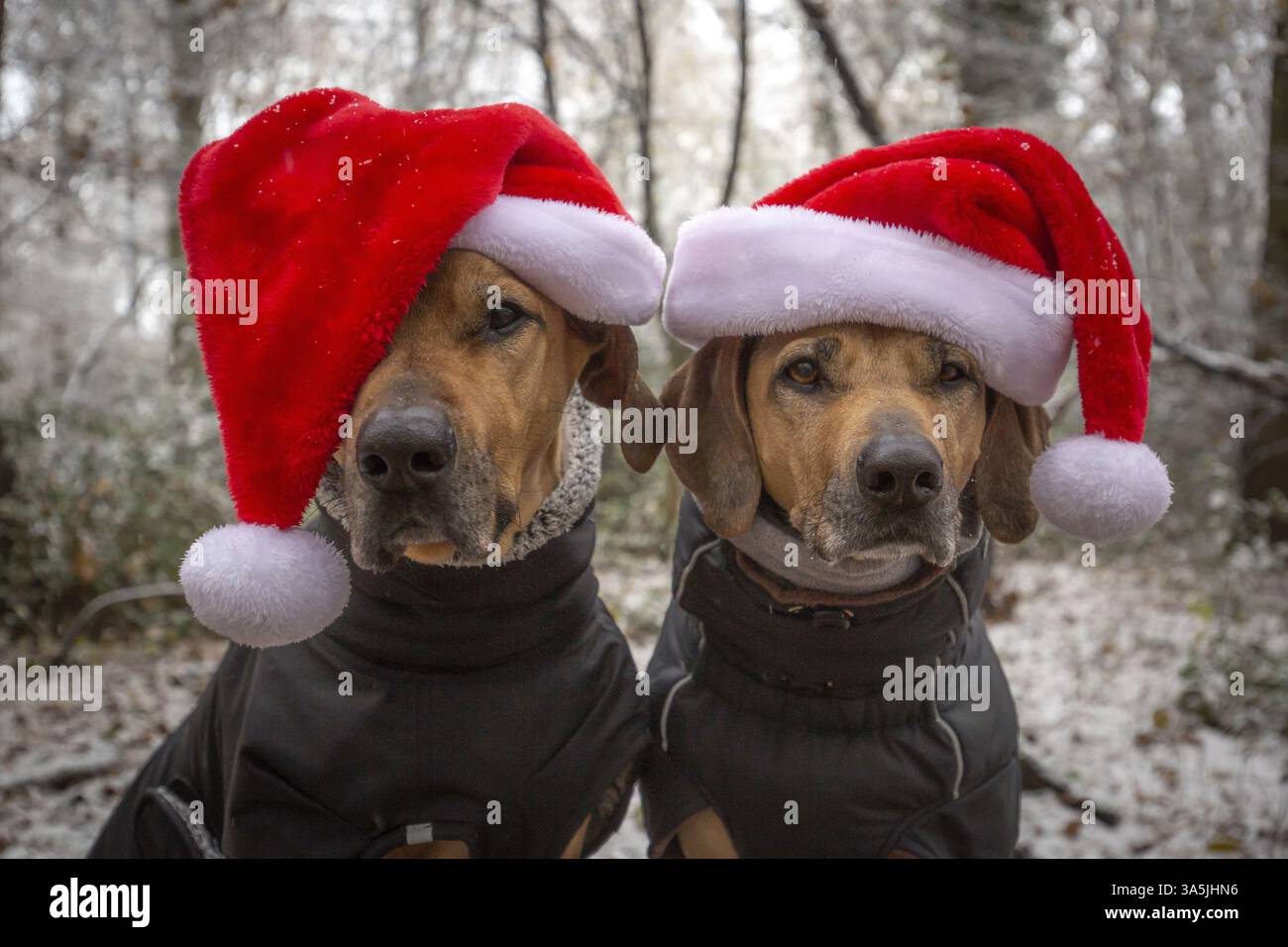 2 Rhodesian Ridgebacks Stock Photo - Alamy