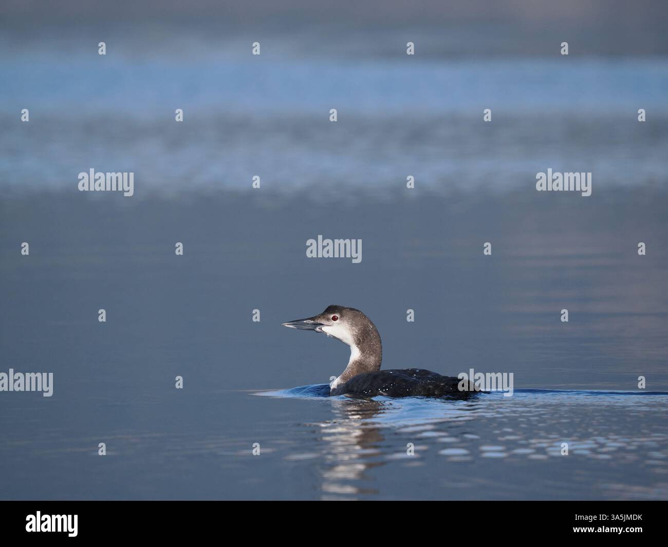 Many great northern divers Winter in the sea lochs of the Isle of Mull.  In March they are in a range of plumage leading to full breeding feathers. Stock Photo